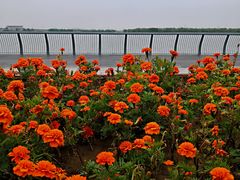 -武清南湖绿博园