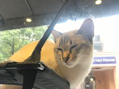 -吉丁鸟咖·异宠·寄养