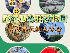 -红山森林动物园