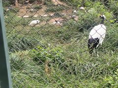 -石家庄市动物园