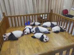 -成都大熊猫繁育研究基地