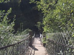 -望天鹅景区