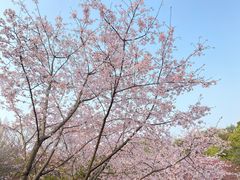 -杭州植物园