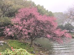 -中国茶叶博物馆(双峰馆区)