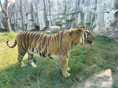 -上海野生动物园老虎餐厅