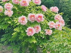 -国家植物园
