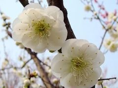 -潮府馆·非遗潮州菜·港式点心(世纪公园店)