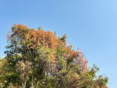 -南沙蒲洲花园