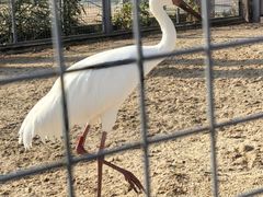 -盐城丹顶鹤湿地生态旅游区