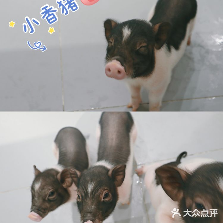 武汉撸兔|遇见萌宠江汉路探店