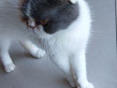 -平行世界·猫咖(首经贸店)