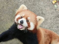 -合肥野生动物园