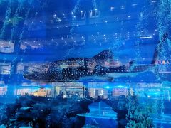 -成都浩海立方海洋公园