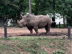 -清迈夜间动物园