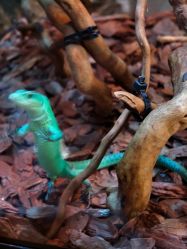 -Zoolung Zoolung动物主题公园(海信广场店)