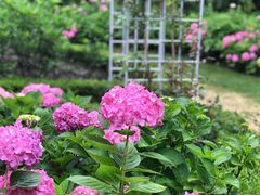 -上海共青森林公园