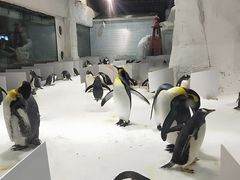 -大连圣亚海洋世界