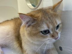 -小猫来了·猫舍(红山六九七九店)