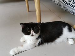 -平行世界·猫咖(首经贸店)