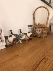 -英刺青 纹身 洗纹身