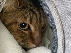 -美联众合动物医院·24h转诊中心