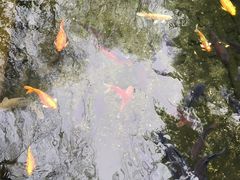-趵突泉景区