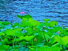-荔湾湖公园
