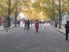 -三里屯东五街银杏大道