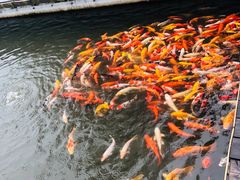 -微山湖红荷湿地景区