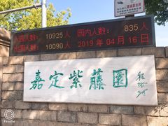 -嘉定紫藤园