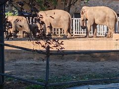 -石家庄市动物园