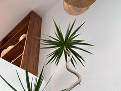 -自由生长植物工作室(深港花卉中心店)