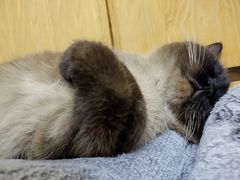 -宠颐生动物医院·心脏科·保险定点(锦阳分院)