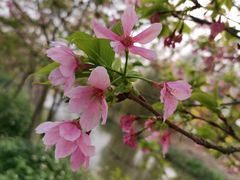 -天适樱花悠乐园