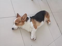 -怪兽屋·羊驼·猫咖·狗咖(俊华广场店)