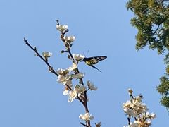 -荔枝公园(福田区)