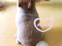 -喵宠乐园·撸猫互动·猫舍