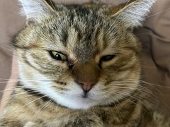 -爱妮康宠物医院·干细胞免疫细胞·肿瘤·心脏(张江店)