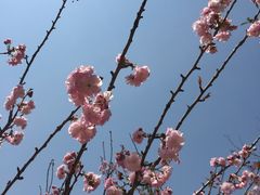 -天适樱花悠乐园
