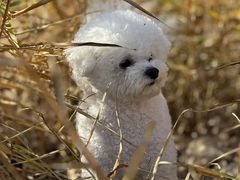 -趣玩宠物乐园寄养训犬训狗游泳池