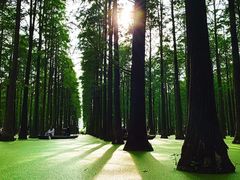 -渌洋湖湿地公园