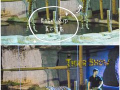 -清迈夜间动物园