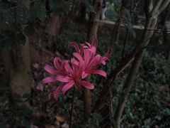 -上海佘山国家森林公园天马山园