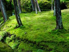 -西芳寺(苔寺)