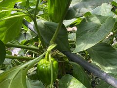 -甜心庄园·甜心草莓采摘园(西青中北店)