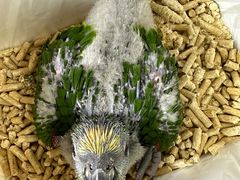 -爱侣宠医·鹦鹉专科·小型哺乳类·异宠专科(灵石路店)