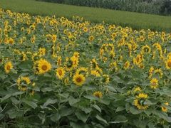 -小陆莲花蟹园农家乐(莲花岛店)