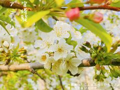 -海棠花溪(元大都城垣遗址公园)