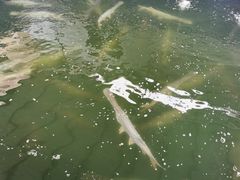 -鸿渡渔庄·特色鸭咀鱼