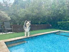 -汪说喵讲宠物乐园宠物酒店(红星美凯龙店)